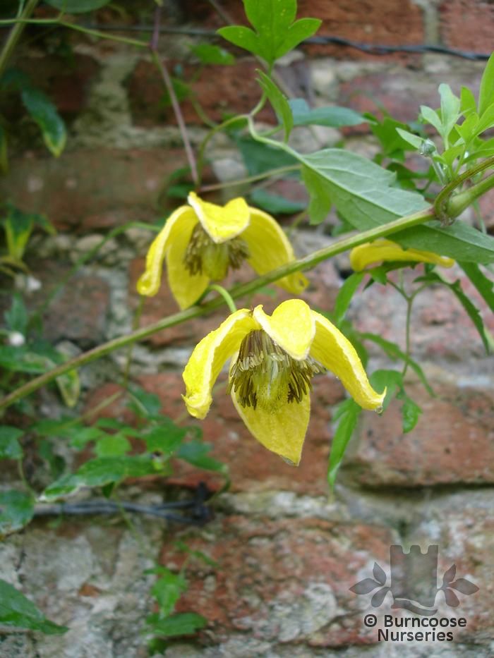 معرفی و راهنمای پرورش گیاهان زینتی آپارتمانی - کلماتیس